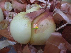 בצל - המכון למצוות התלויות בארץ