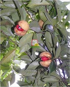 אגוז מוסקט - המכון למצוות התלויות בארץ