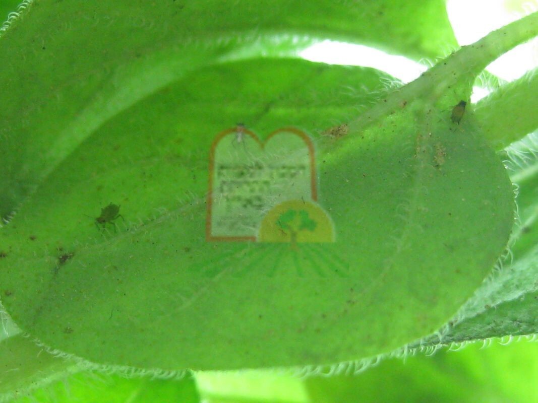 המכון למצוות התלויות בארץ