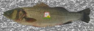 לברק/ Spotted seabass/European seabass - המכון למצוות התלויות בארץ