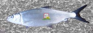 מילק פיש/אכנס/ Milkfish - המכון למצוות התלויות בארץ