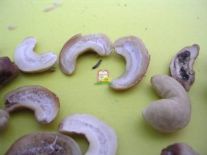קשיו - המכון למצוות התלויות בארץ