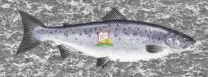 סלמון/אילתית/גרבושה/אילתית כסופה/ Coho Salmon/Salmon - המכון למצוות התלויות בארץ