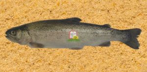 פורל/טרוטה/טראוט/Rainbow trout - המכון למצוות התלויות בארץ