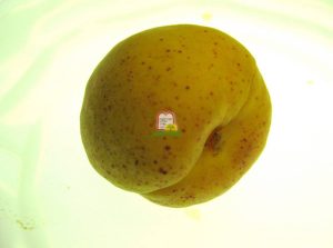 משמש - המכון למצוות התלויות בארץ