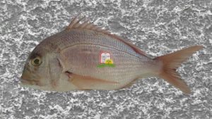 פארידה/ספרוס מצוי/ Bluespotted seabream - המכון למצוות התלויות בארץ