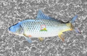 קרפיון/Carp/Carpio/ Cyprinus - המכון למצוות התלויות בארץ