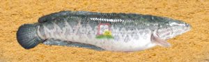 ראש נחש הצפוני/ Northern snakehead - המכון למצוות התלויות בארץ