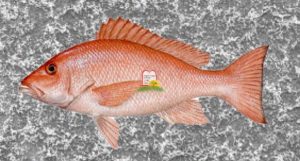 רד סנפר/לוטין/Red snapper - המכון למצוות התלויות בארץ