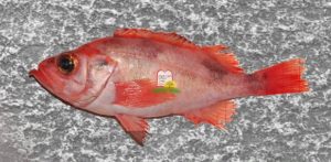 רוטברש/ורדון/דג אדום/Red fish/ Sebastes - המכון למצוות התלויות בארץ