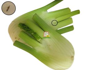 שומר - המכון למצוות התלויות בארץ