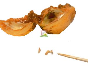 שסק - המכון למצוות התלויות בארץ