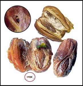 תמר - המכון למצוות התלויות בארץ