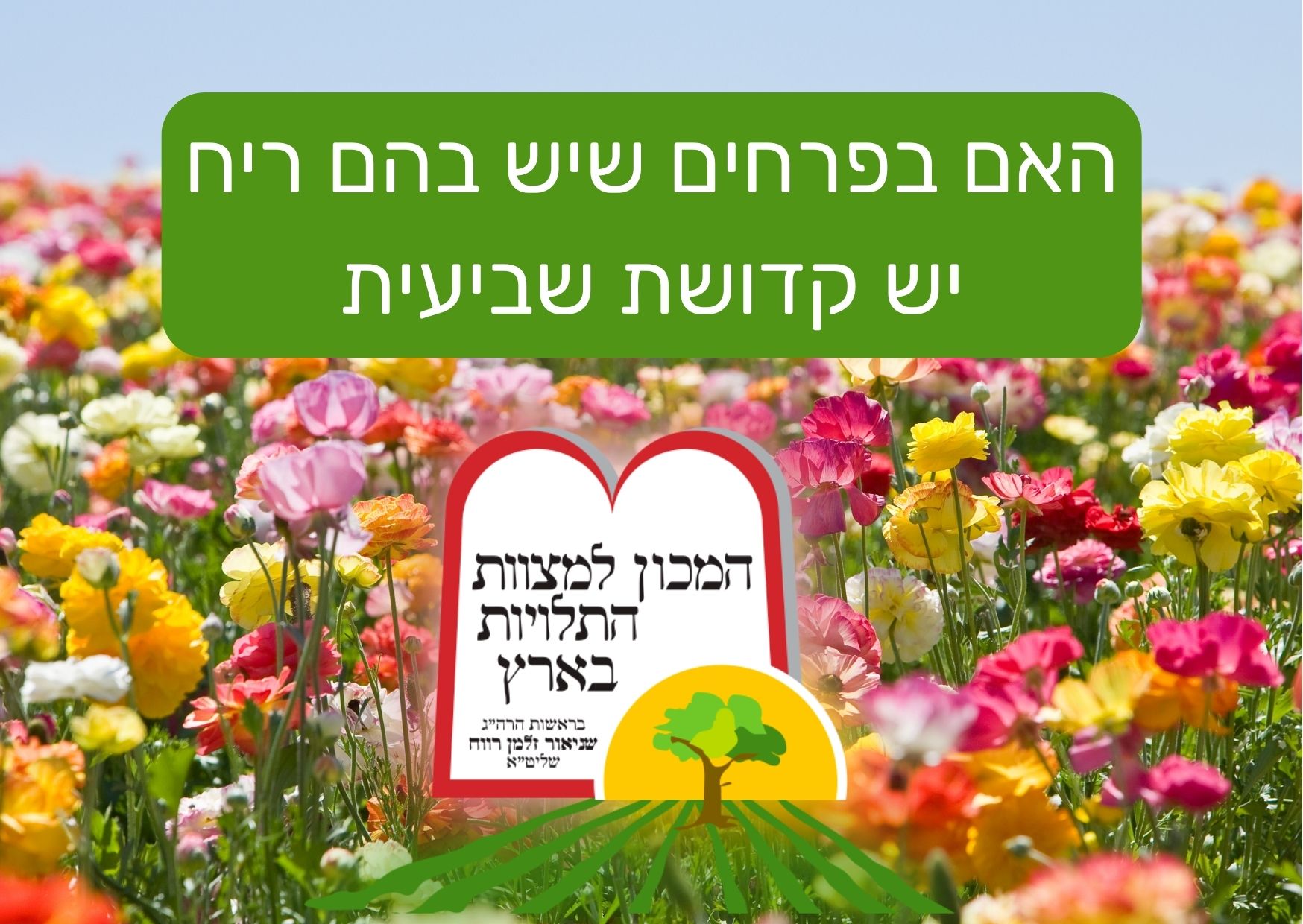 האם בפרחים שיש בהם ריח יש קדושת שביעית - המכון למצוות התלויות בארץ