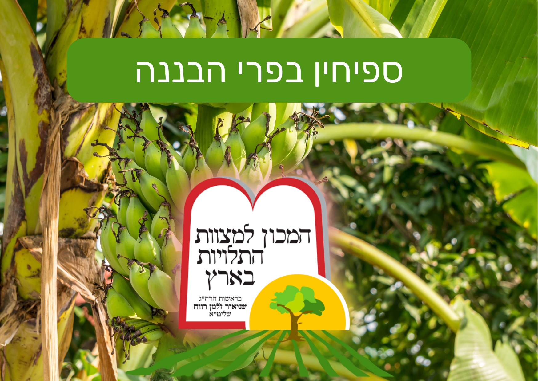 ספיחין בפרי הבננה - המכון למצוות התלויות בארץ