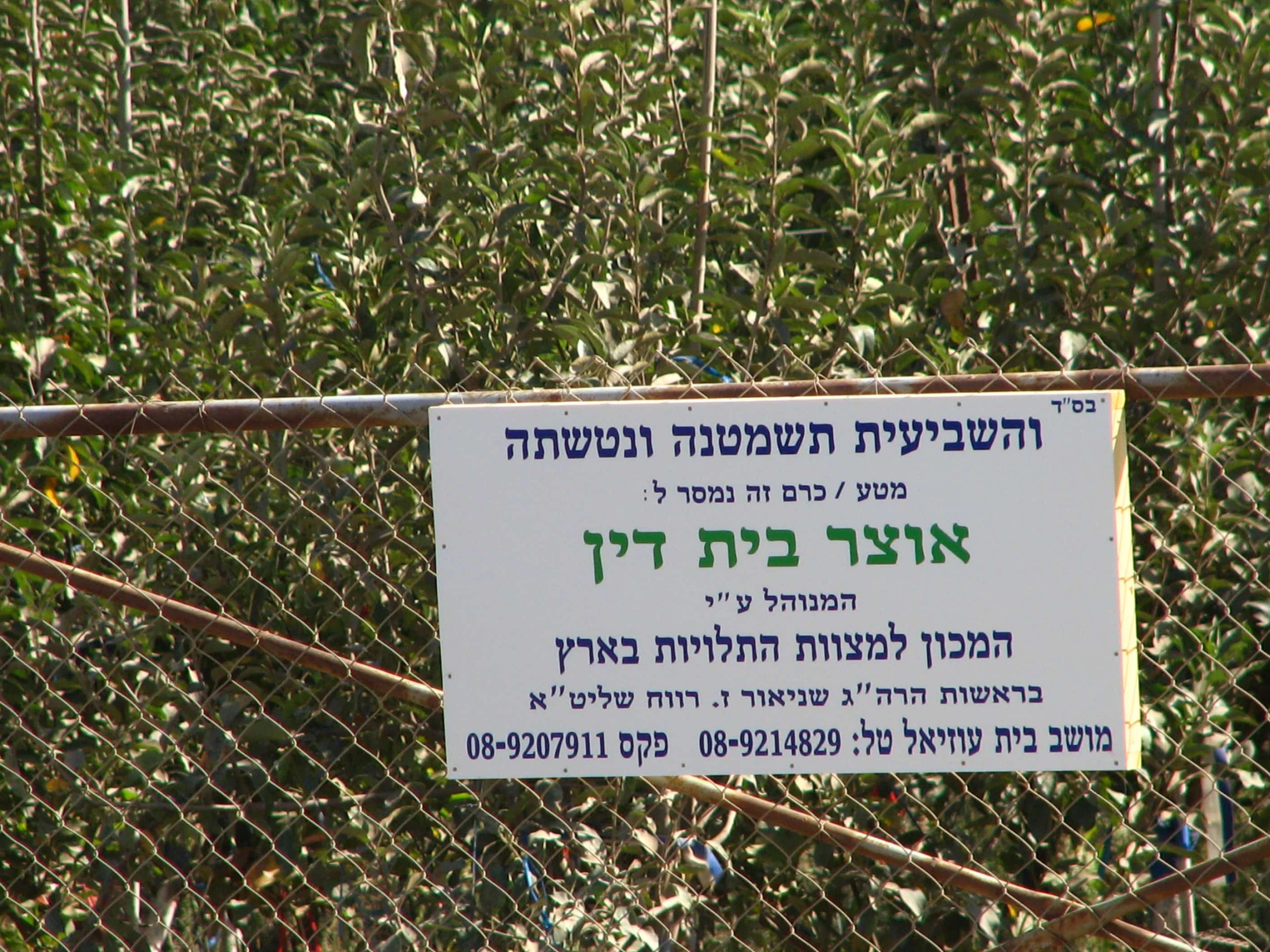 יין של אוצר בית דין - המכון למצוות התלויות בארץ
