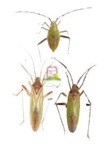 רכנפיים – Miridae - המכון למצוות התלויות בארץ