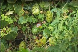 קיוואנו/מלון ג'לי/Jelly melon/kiwano - המכון למצוות התלויות בארץ
